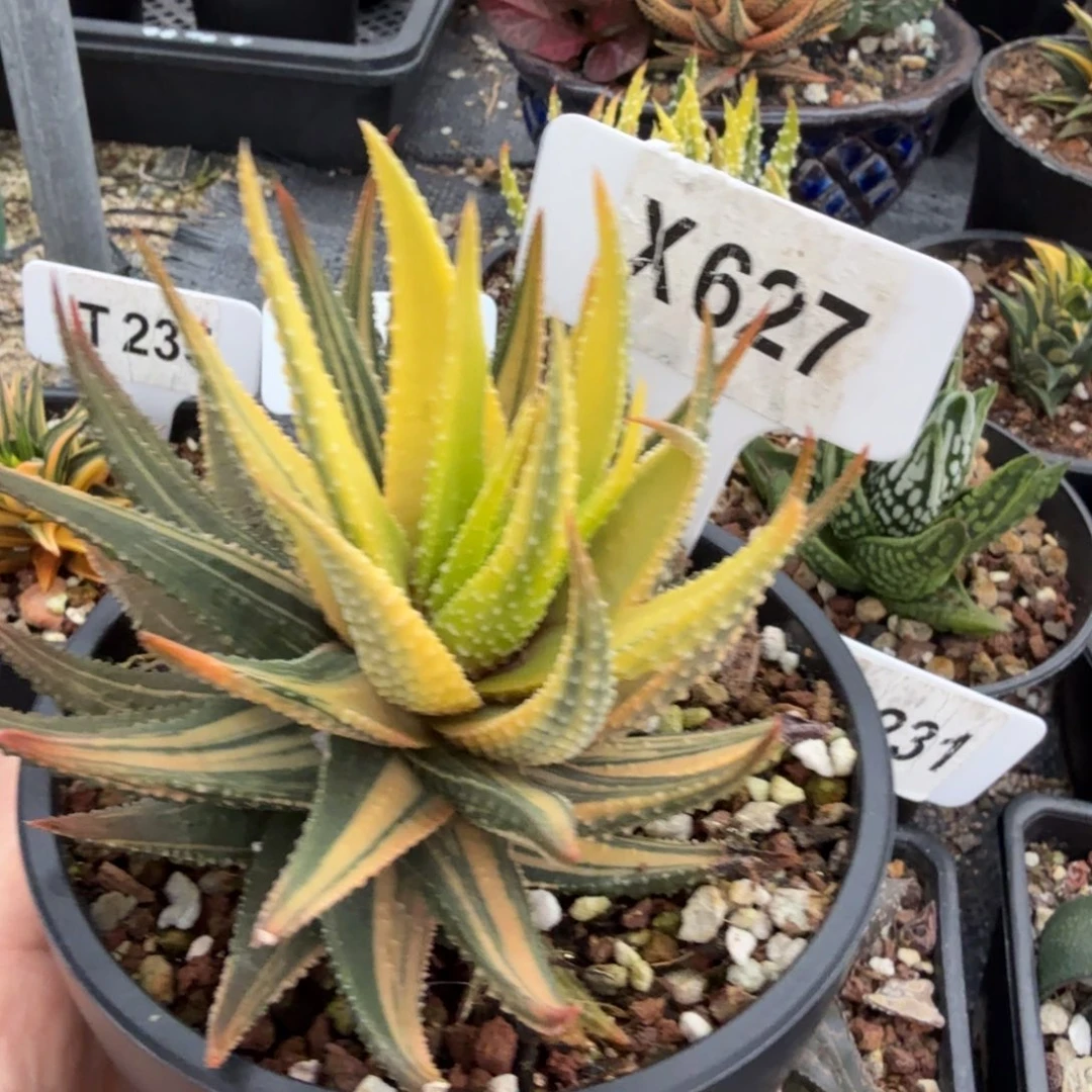 福利金城锦脱土发