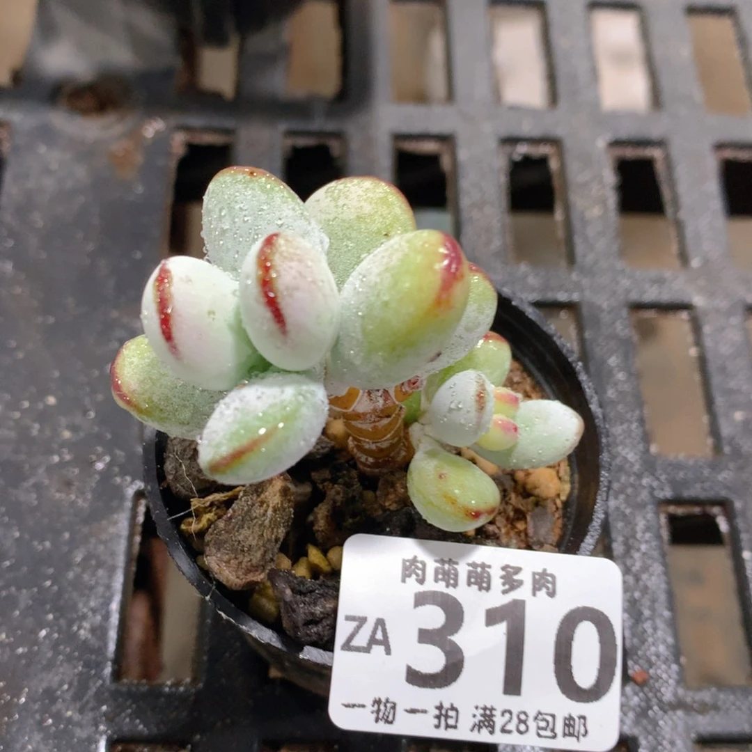 肉萌萌拇指盆精控多肉ZA310