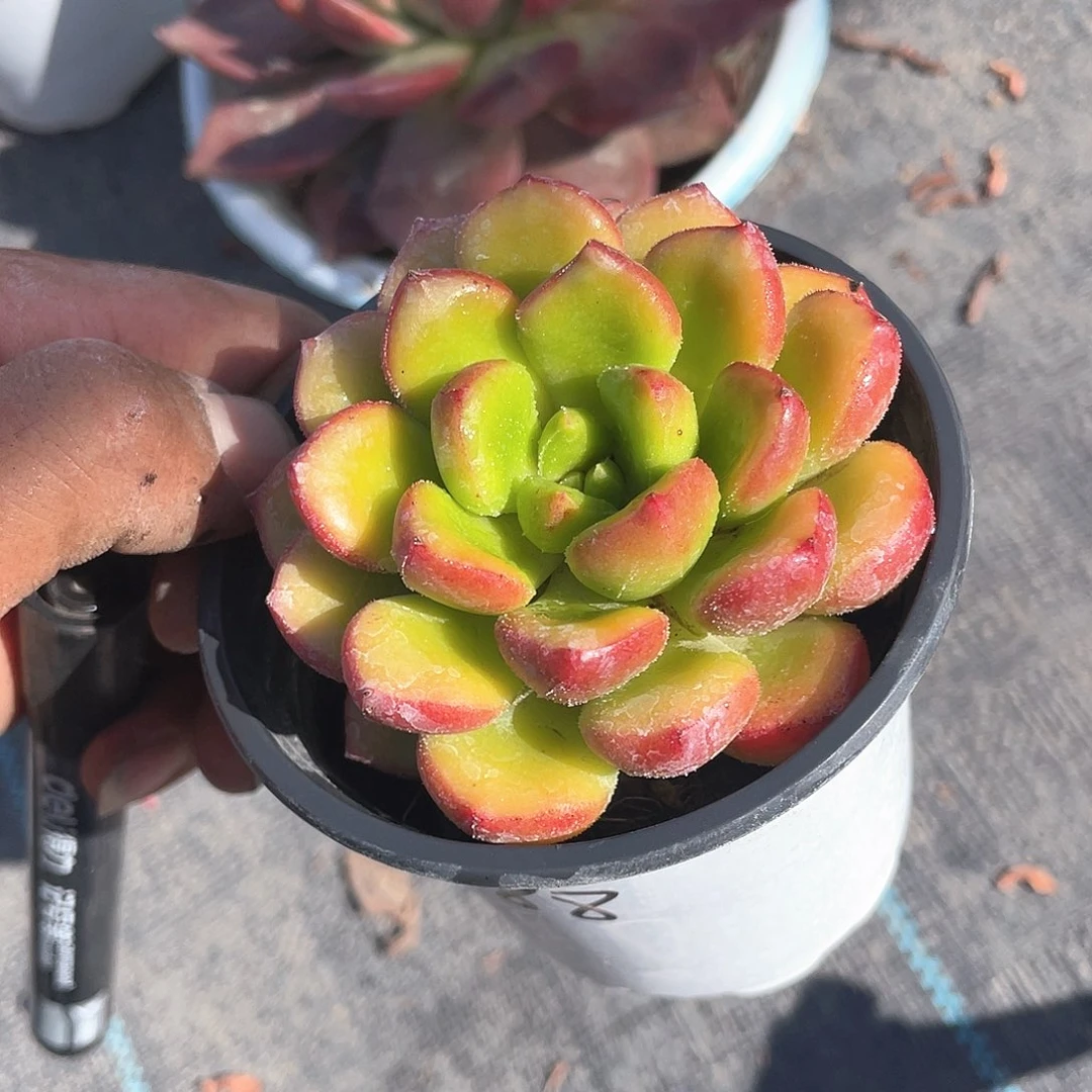 腊***梅优惠优惠卡罗尔带盆发货