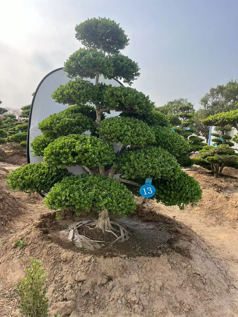 黄杨盆栽绿植庭院景观植物