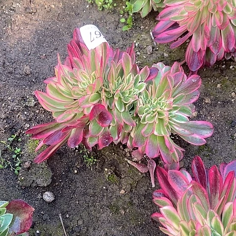 767美杜莎多肉缀化