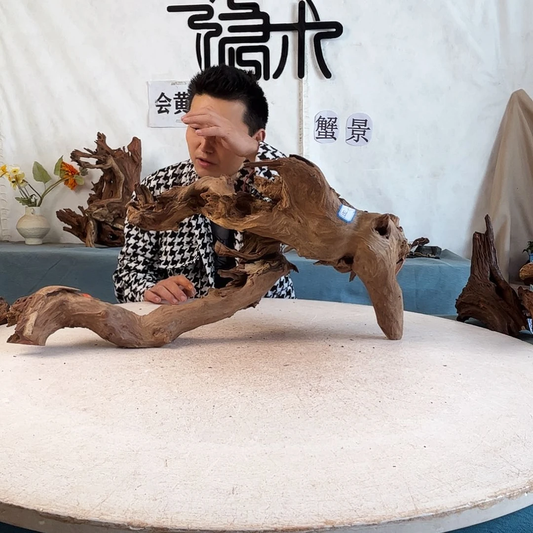 周末福利沉木造景寄居蟹造景