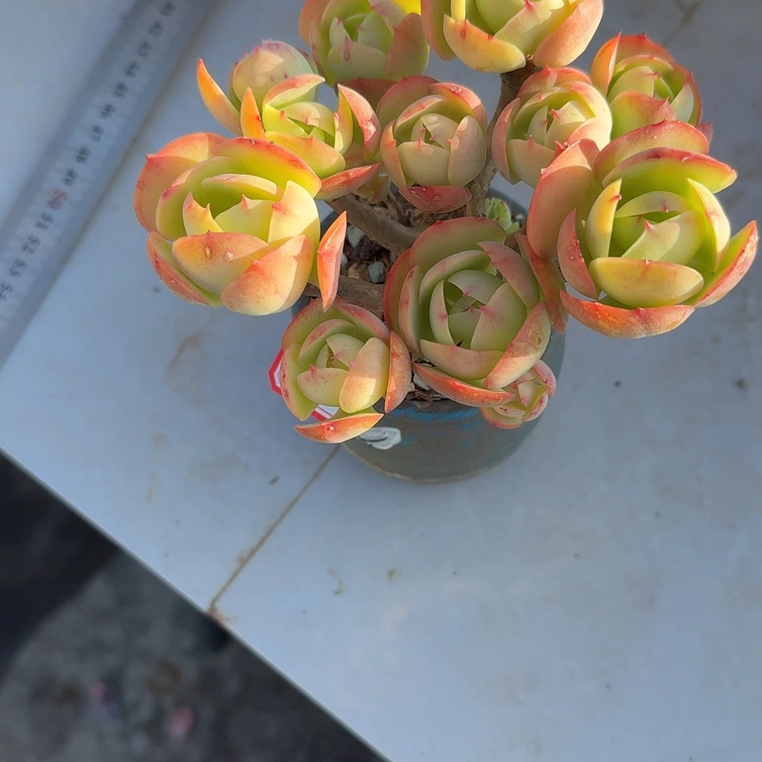 鸡蛋碧桃多肉植物一颗