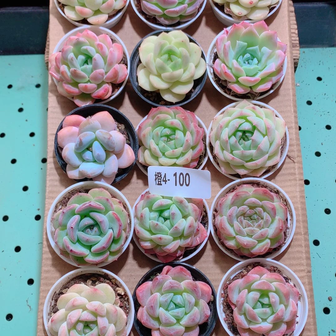 4-100一物一拍带盆18颗