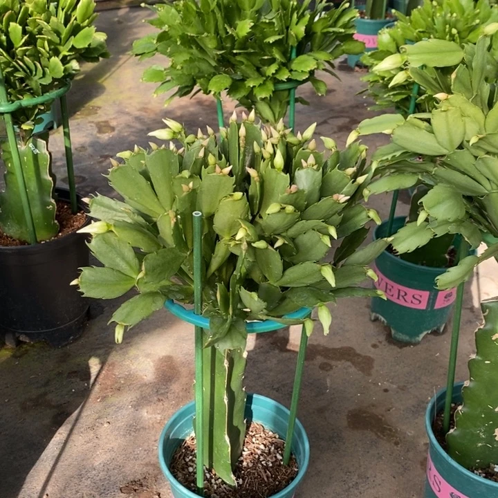 当前无花栽培后可以开花071嫁接057