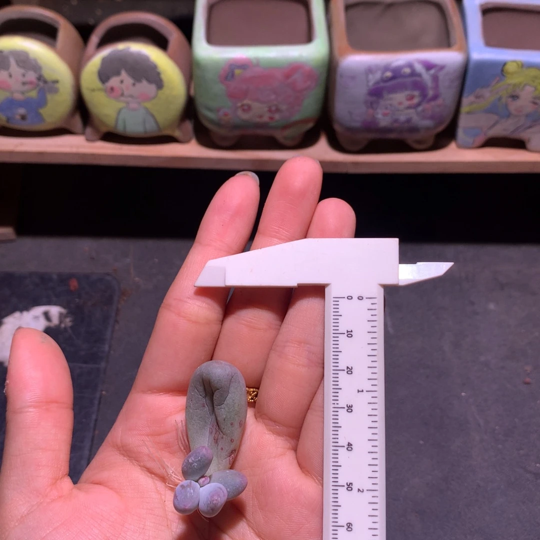 叶插苗多肉植物哈哈