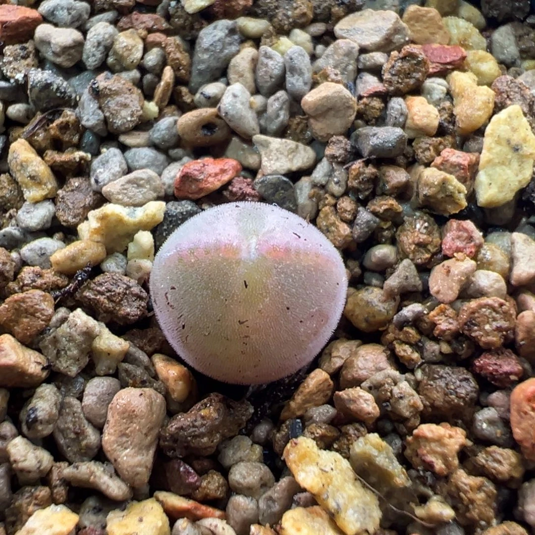 78多肉单头优选猫耳空蝉一棵特