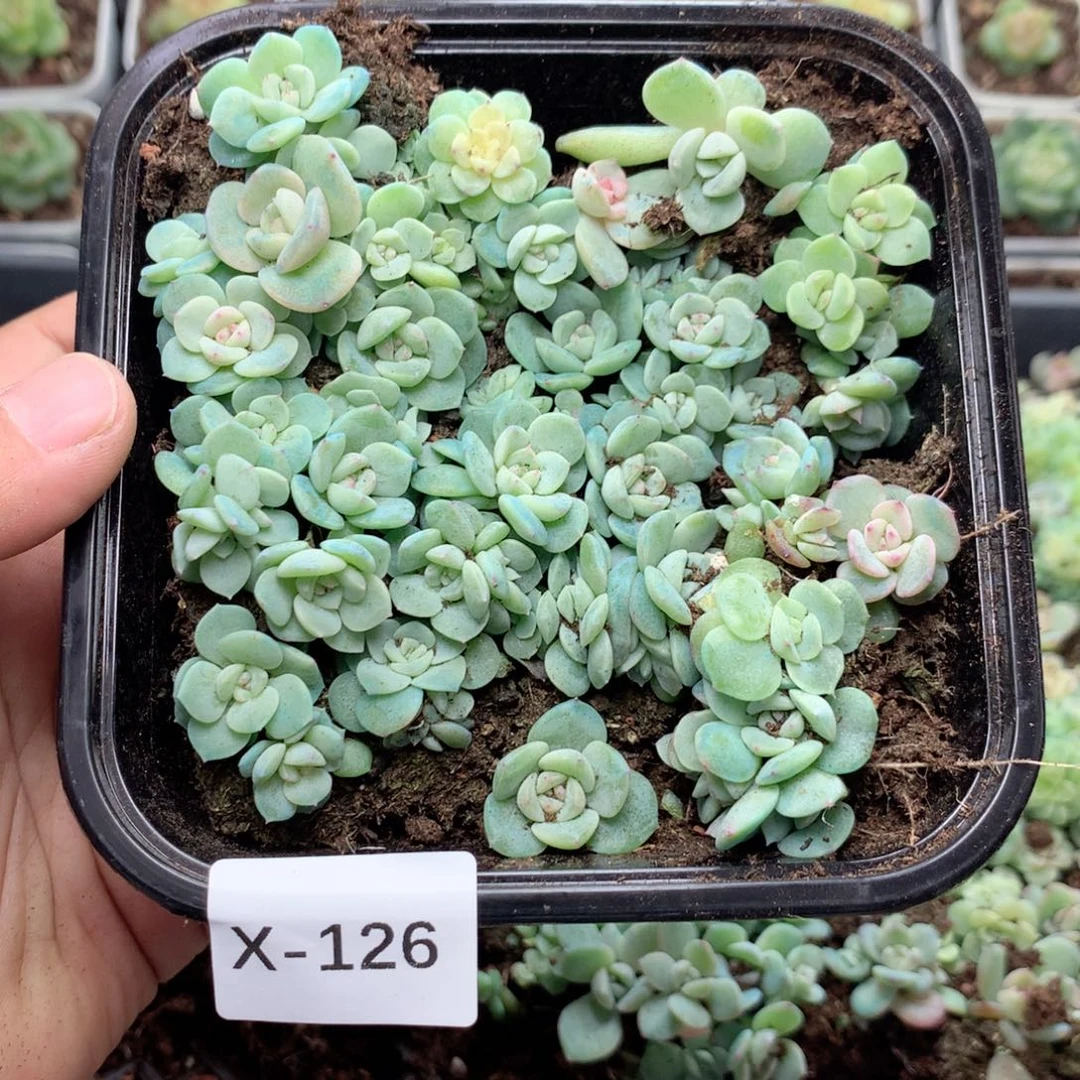 无花朵X126英语英语