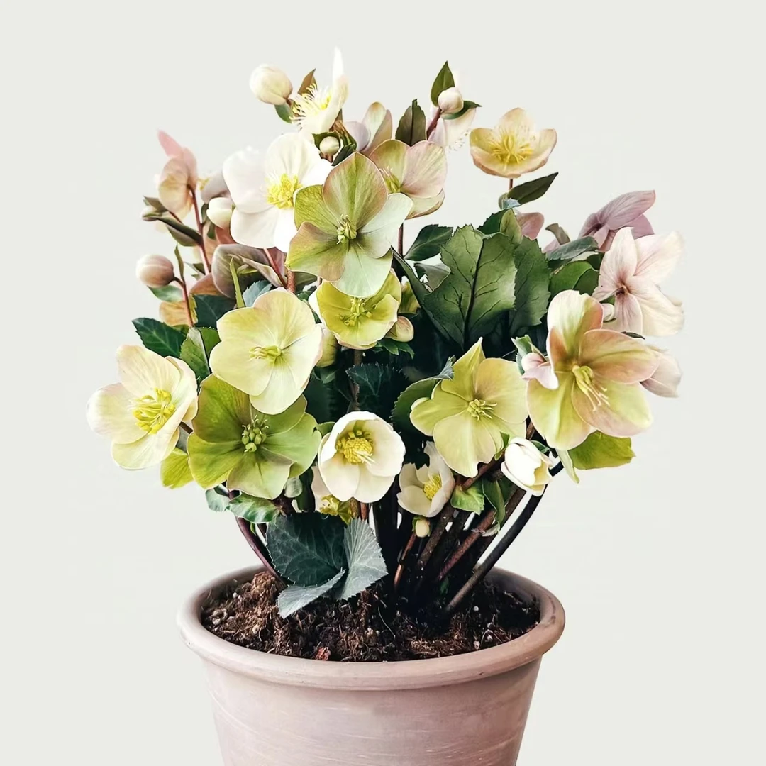 铁筷子卡布奇诺 (4年)2加仑圣诞玫瑰耐寒耐阴花期长 云南鲜花绿植