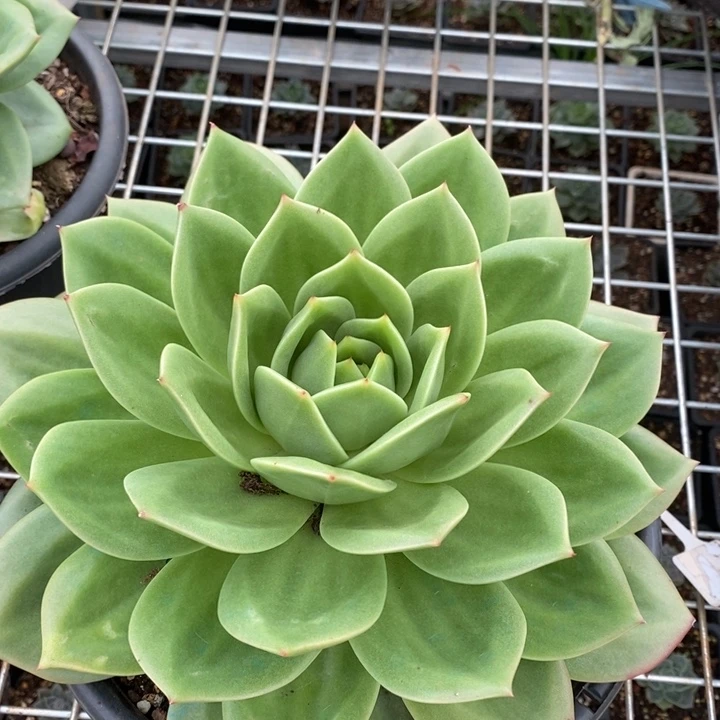 D577- 直播福利 翠鸟