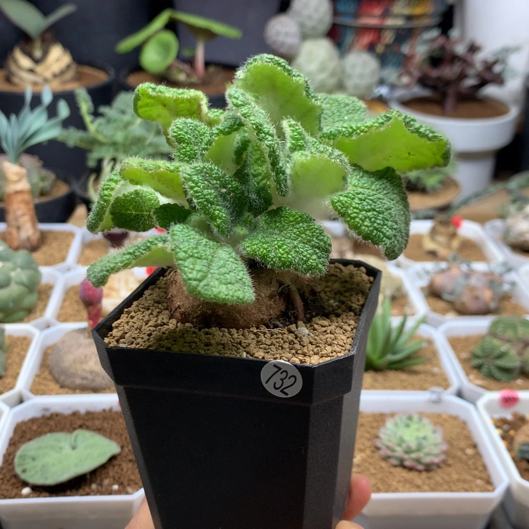 断崖王子带盆多肉母本