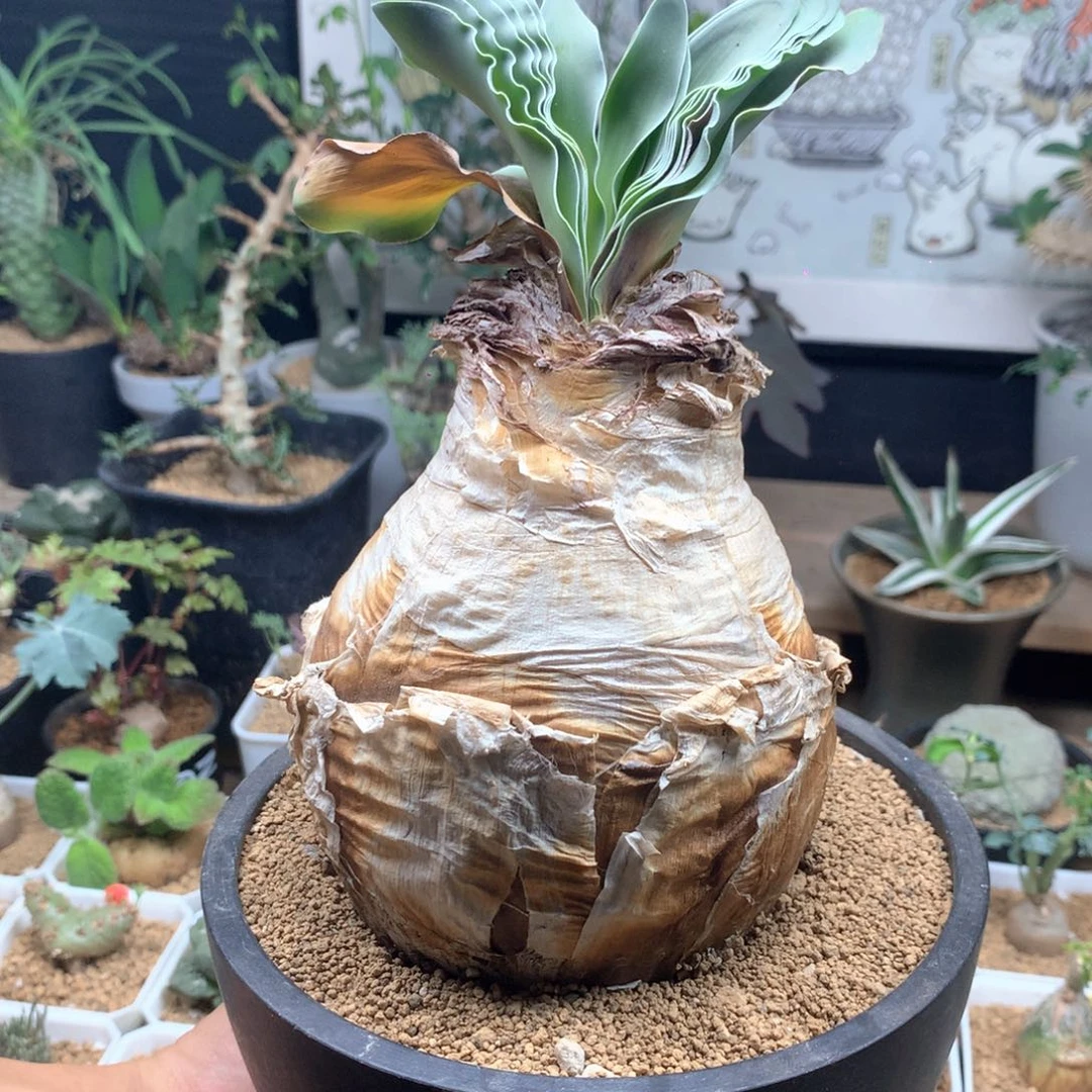 巨凤之卵带盆11.5cm