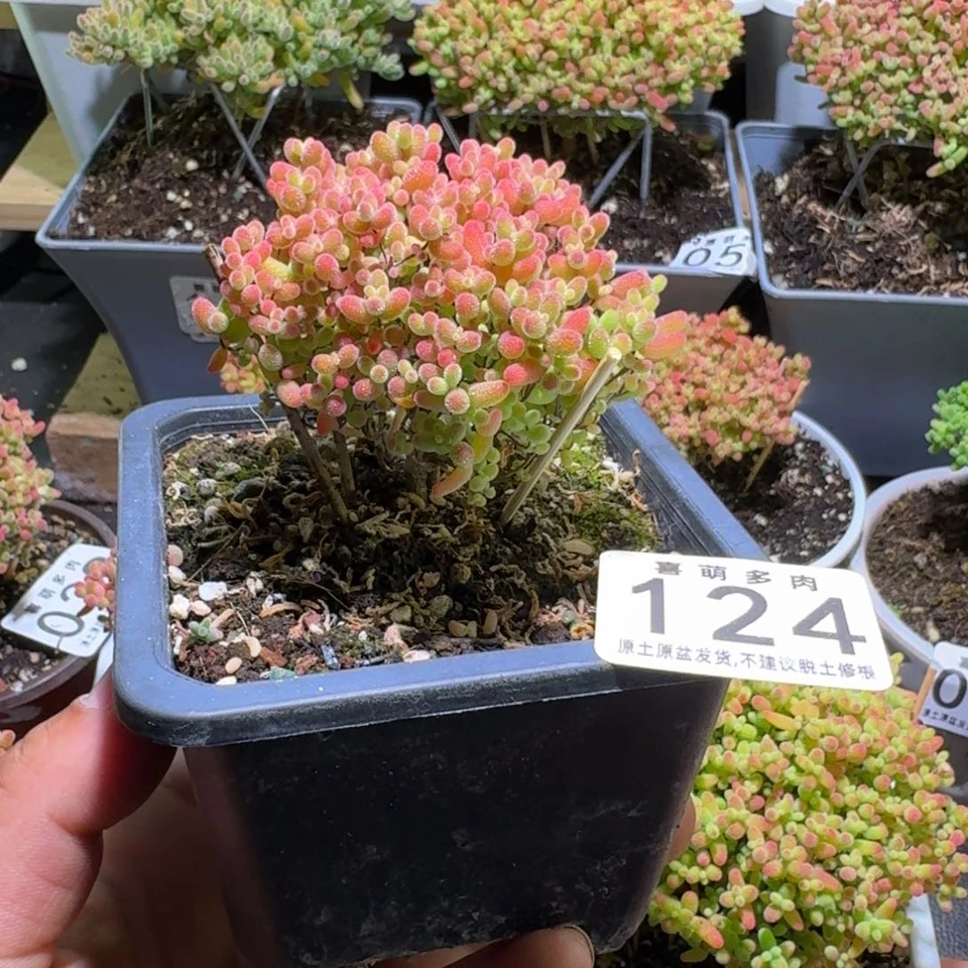 枝干番杏蜜橘糖球124