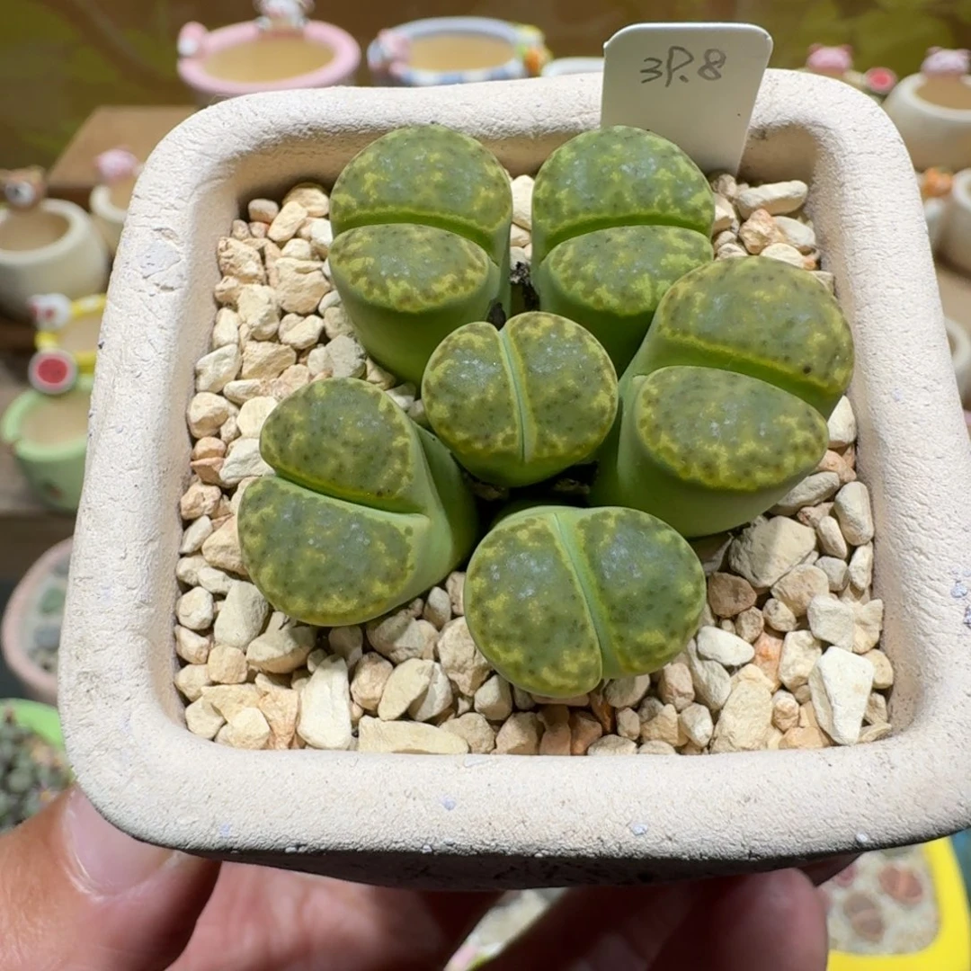 蘑菇1300黄鸣玄多肉植物