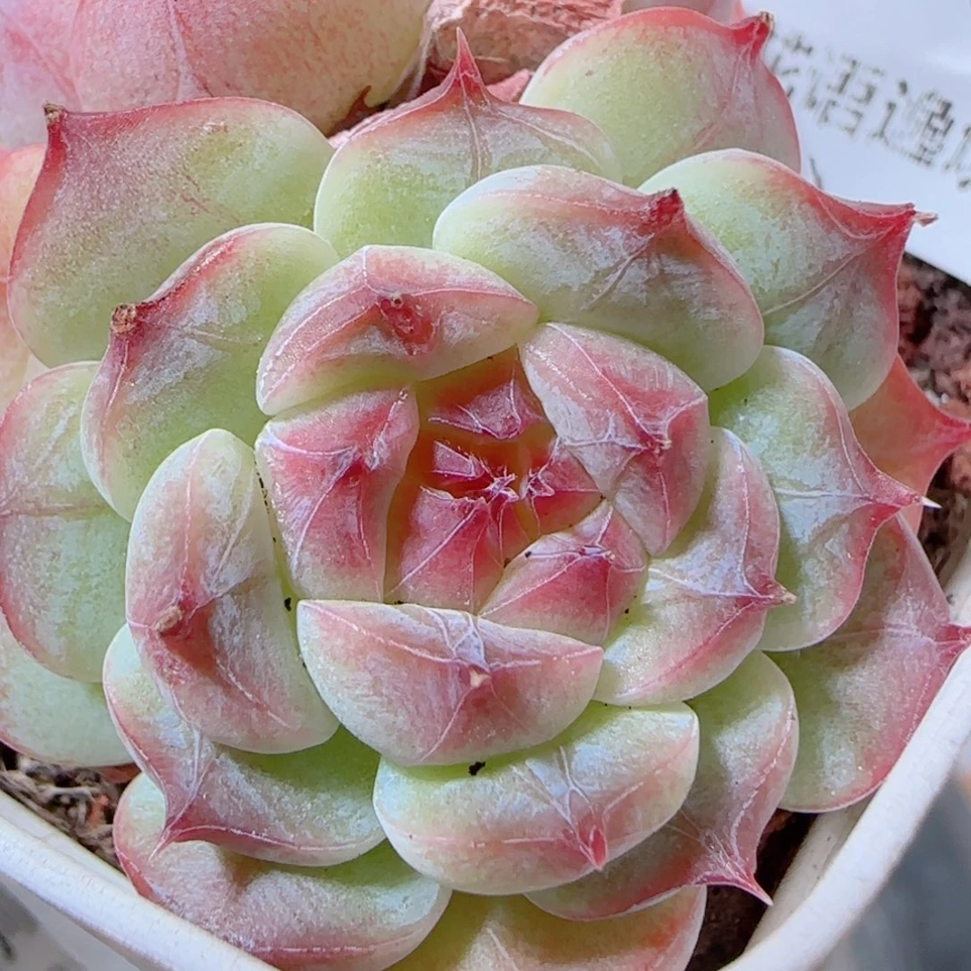 花语多肉1205-211溏心