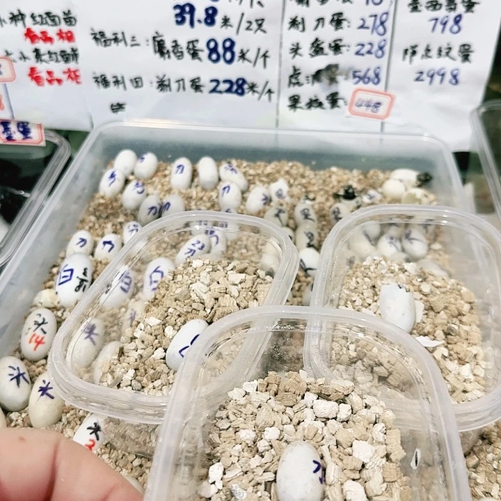 不分公母蛋龟剃刀蛋福利228一个