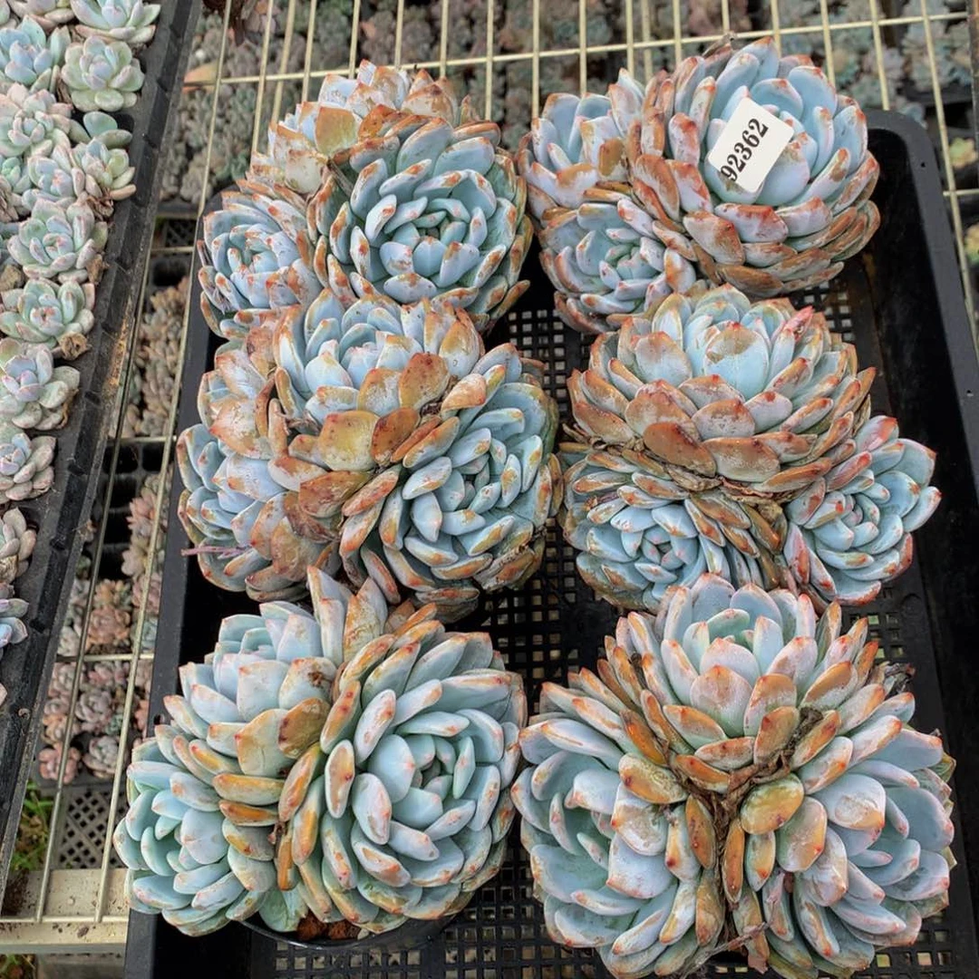 诗***艺92362六个嗯嗯嗯嗯嗯嗯好