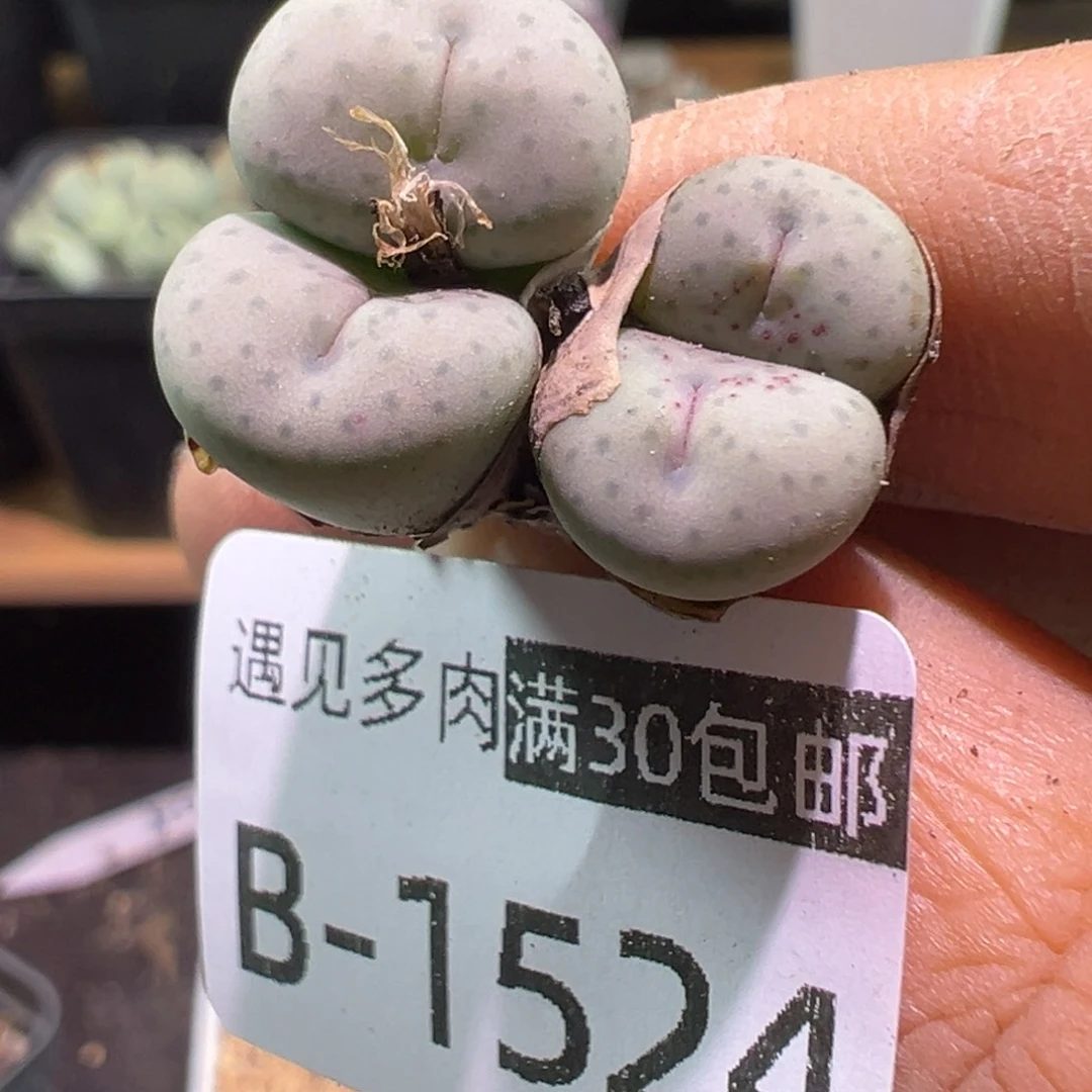 多肉植物111111111111