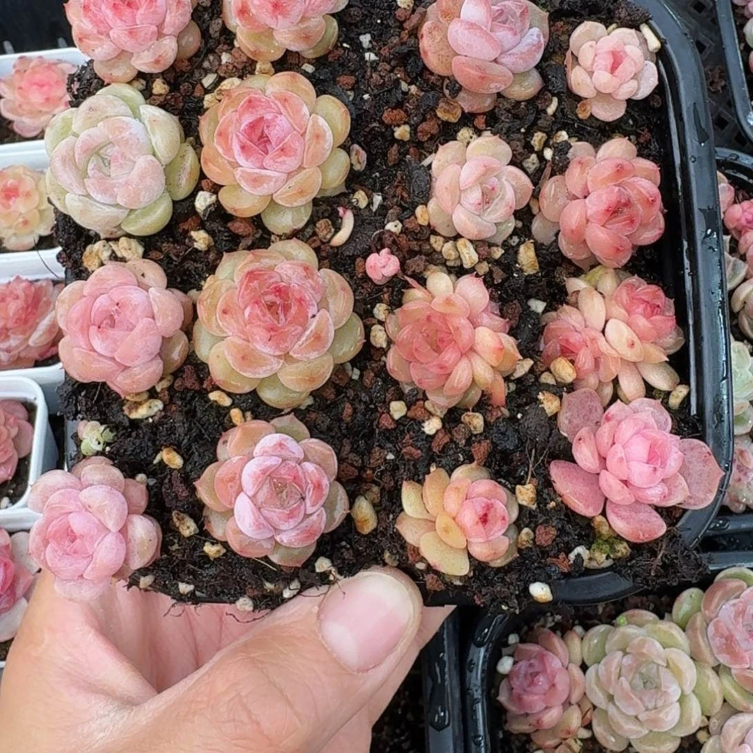 杂交新品珍妮多肉264