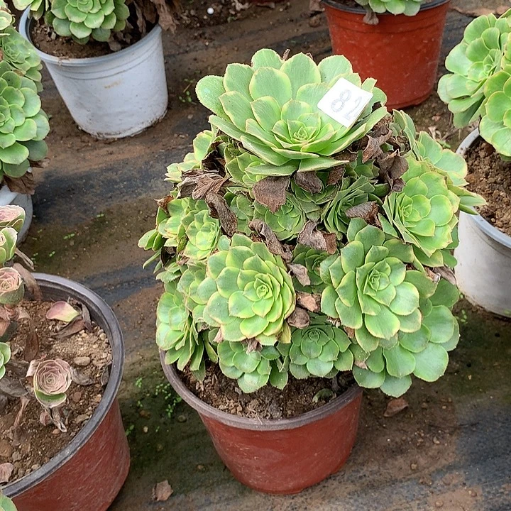 多肉植物金秋824号
