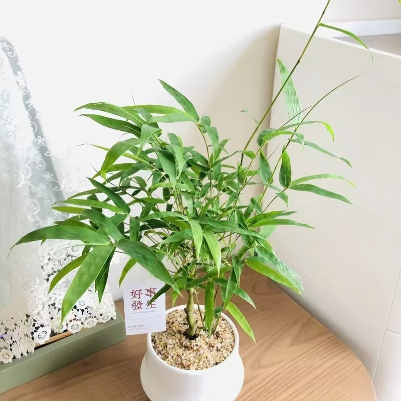 翡翠佛肚竹观赏盆栽绿植黄金竹罗汉竹葫芦竹佛竹四季常青耐寒植物