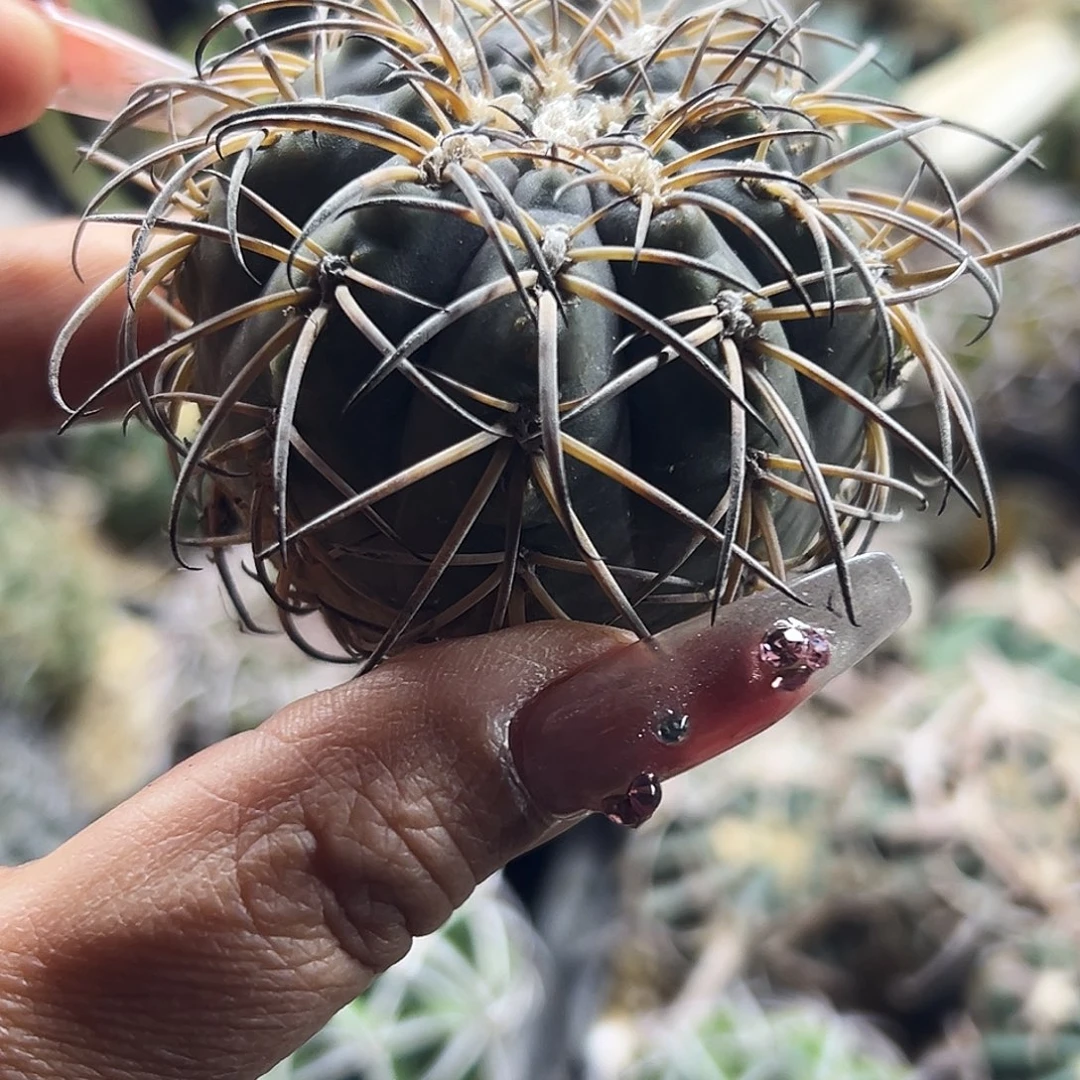 肤刺有根仙人球66666666