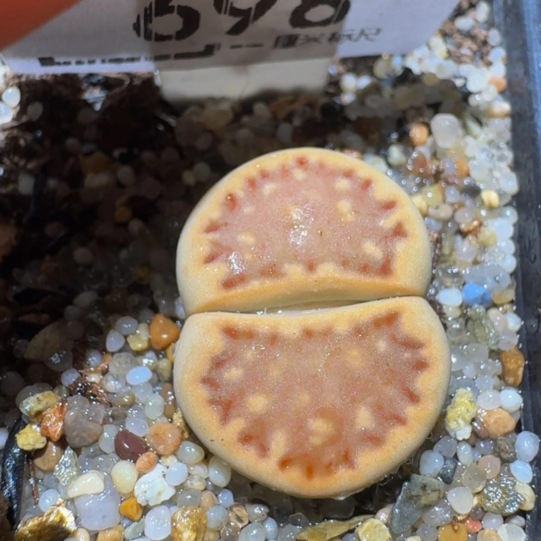 Ssss精品生石花698