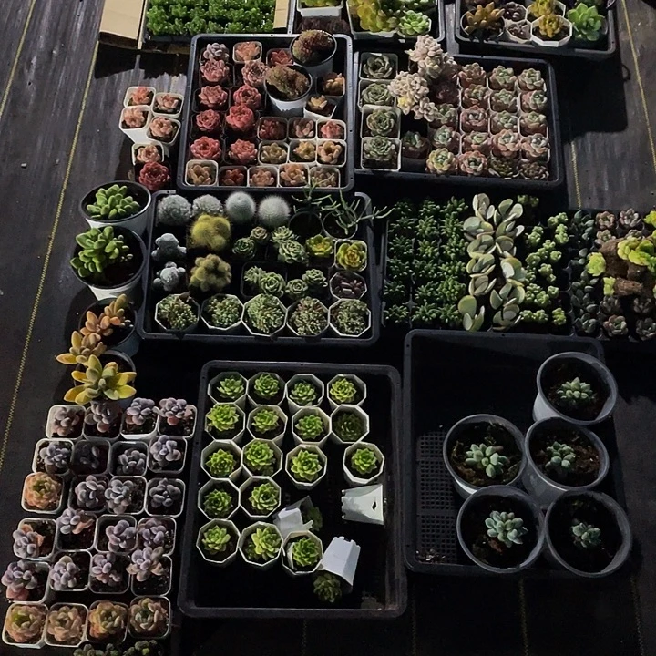 小鱼的一堆带盆土发货