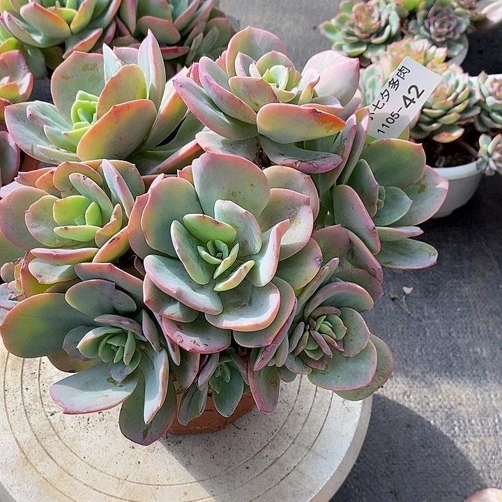 小七夕多肉血凤42