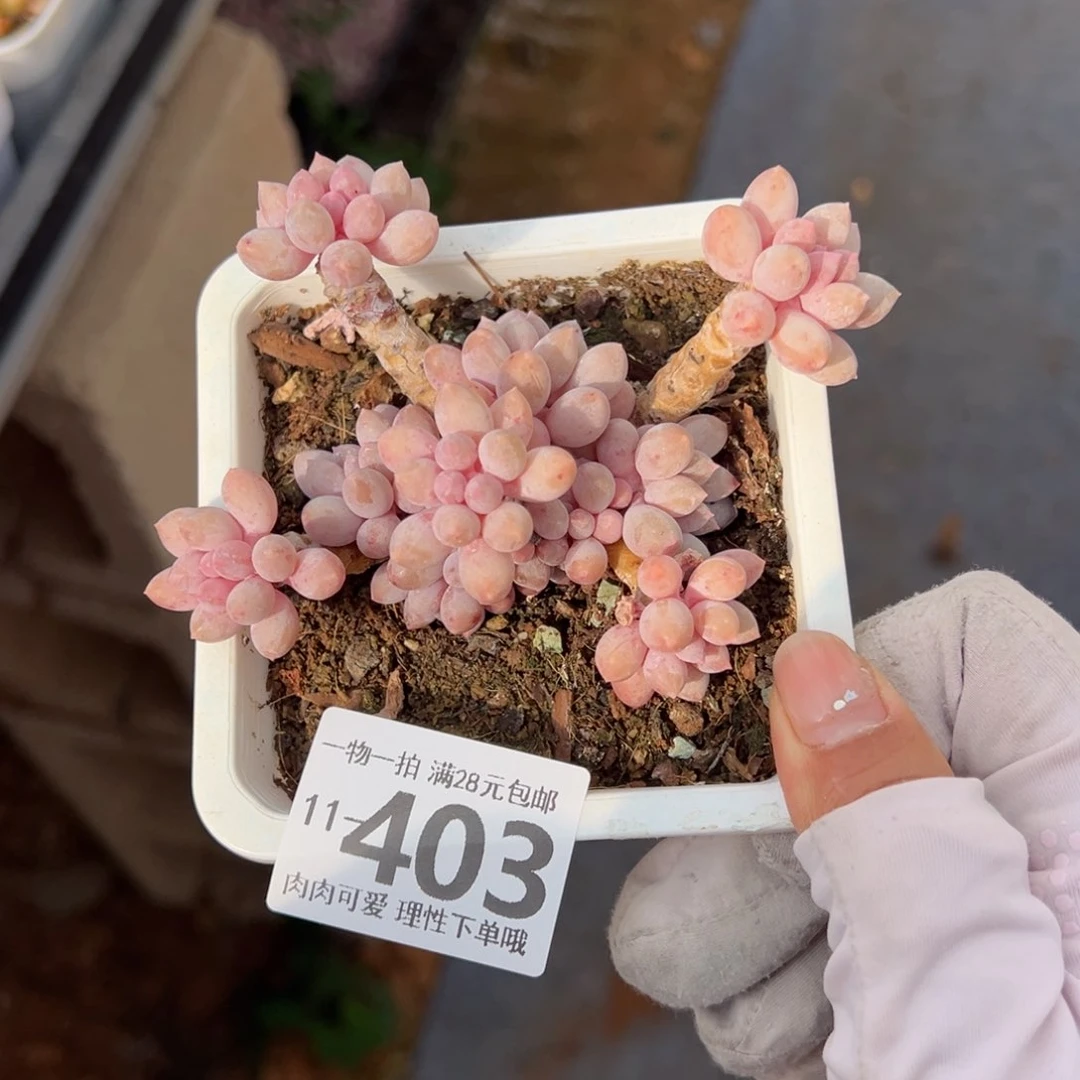 婴儿手指多肉多肉多肉多肉多肉