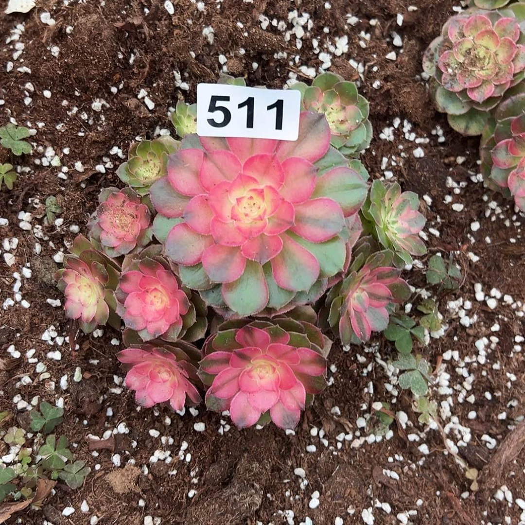 精品多肉植物511荔枝小手捧