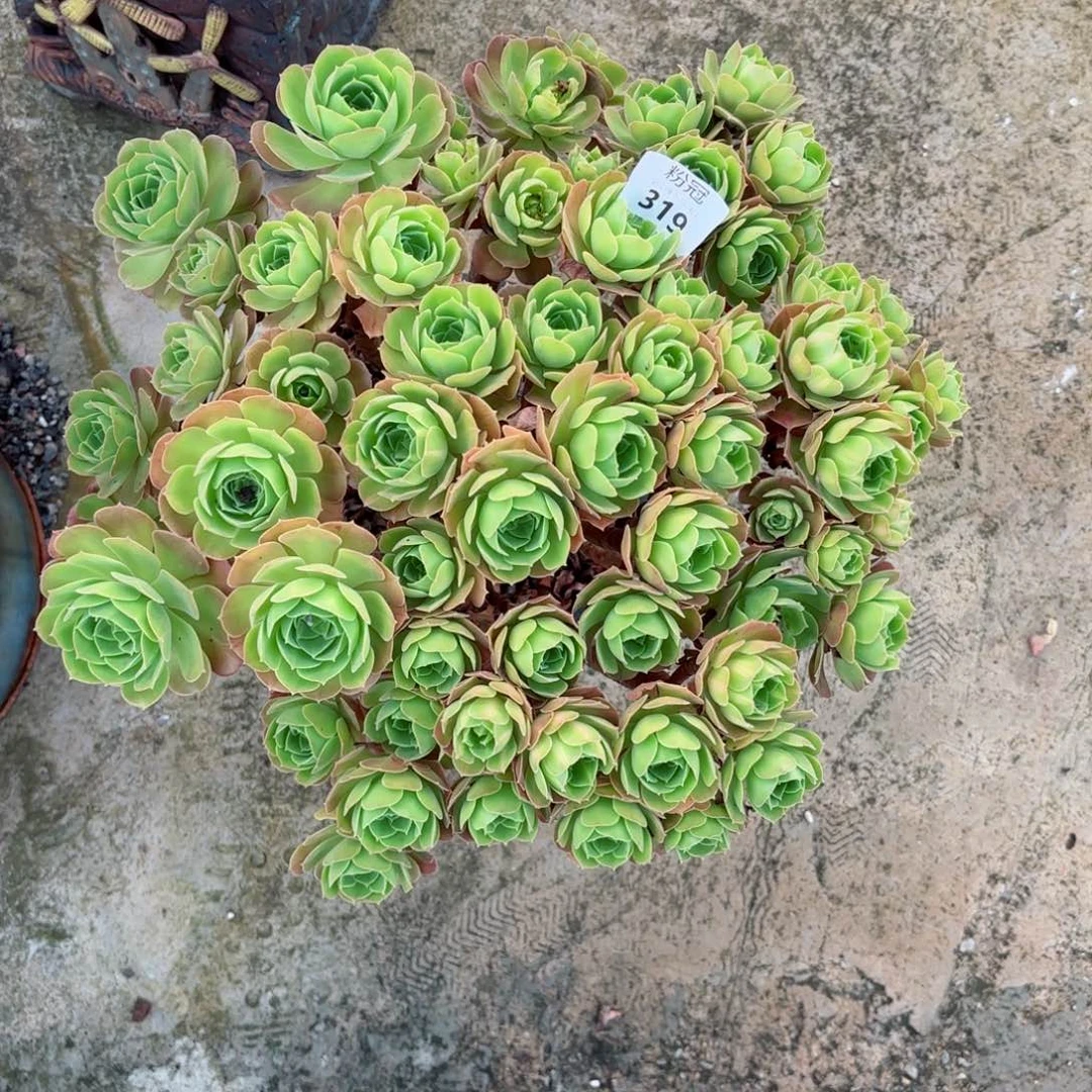 茶****鱼319 多肉植物法师锦