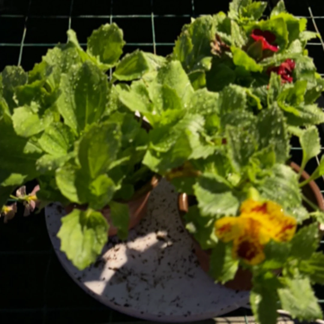 猴面花10厘米口径小盆苗4盆