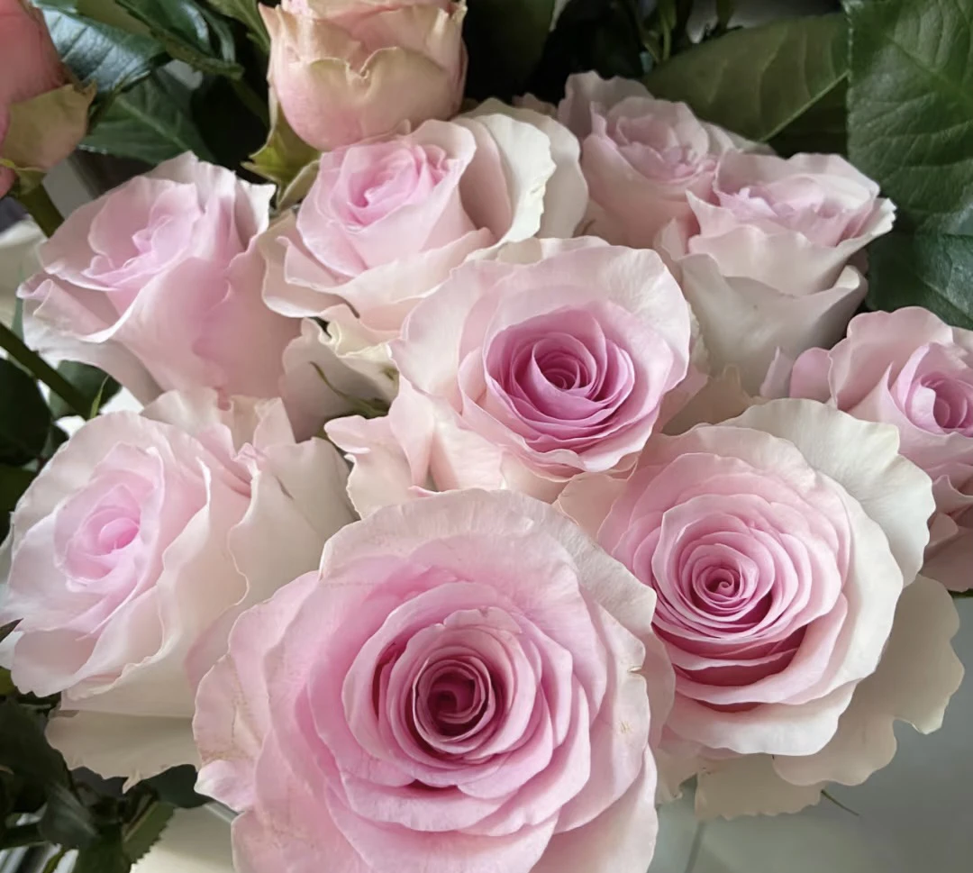 阿馥苑高端切花【粉色克利斯】玫瑰花苗