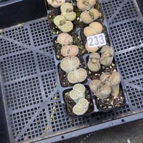 233生石花10棵如图东北不拍货