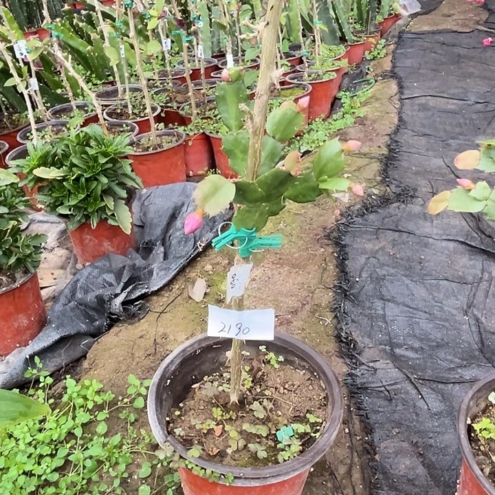 完全开放2190AN060