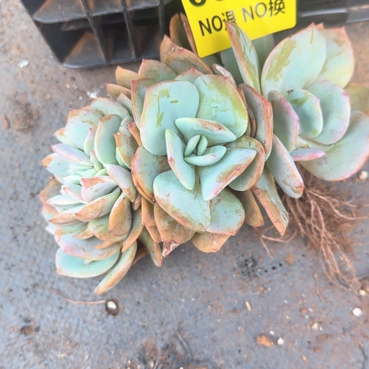 08号血凤小朵朵群