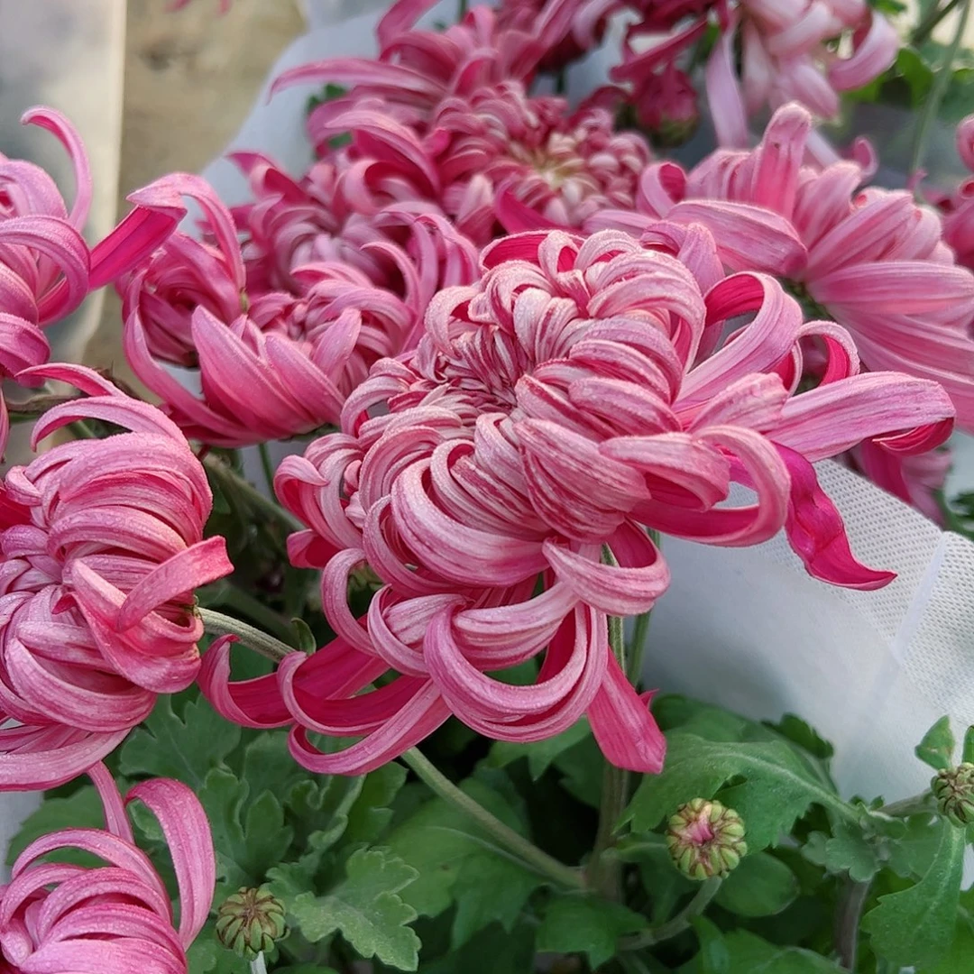 完全开放国华晴舞台