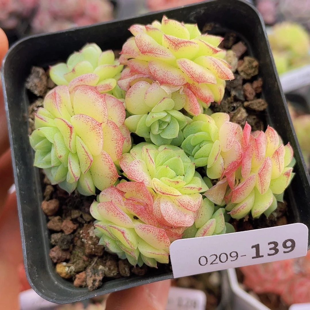 000000000000139量拍