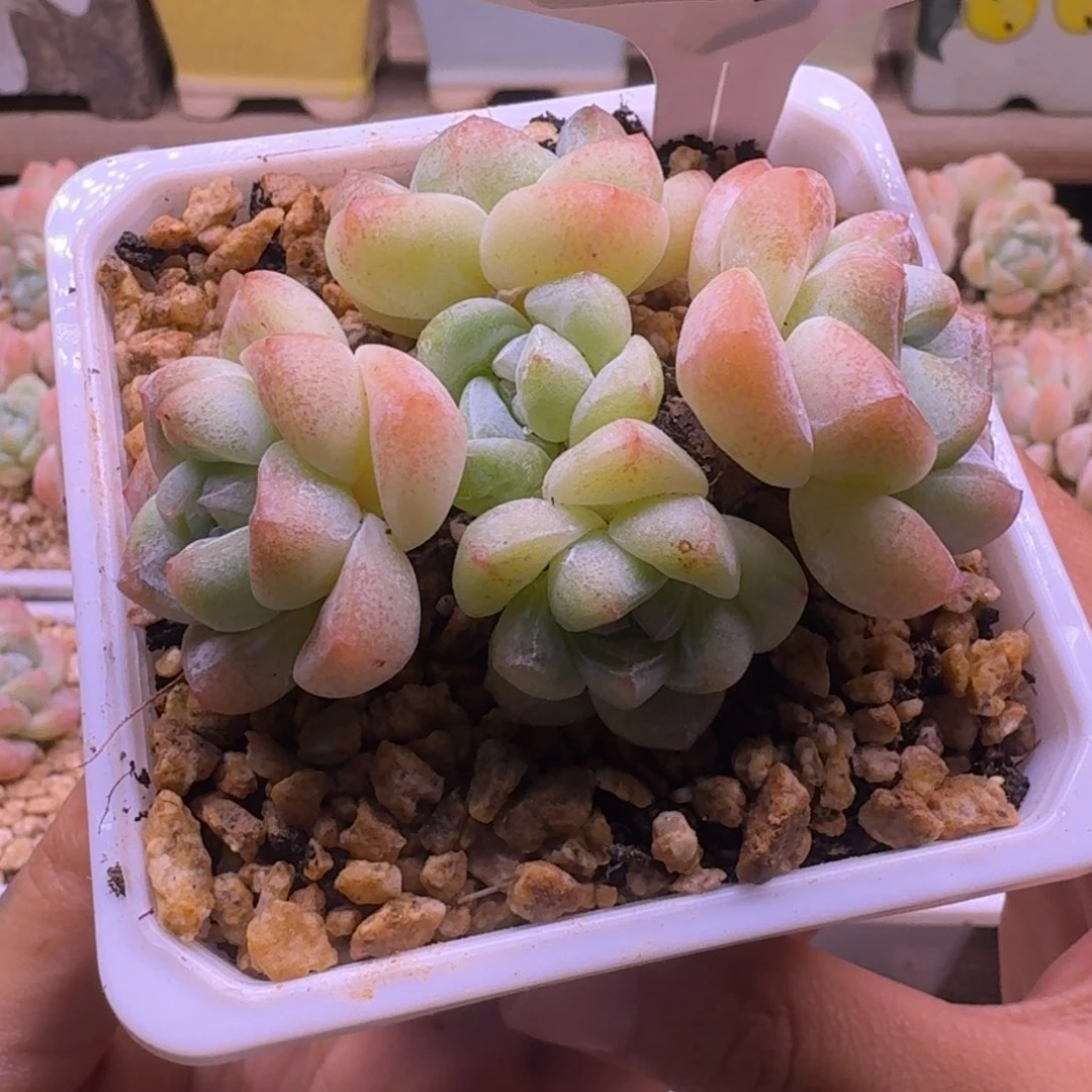 286号冰玉处理5头18