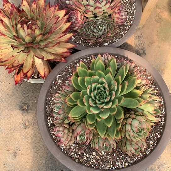 疯*每周特价活动开始啦