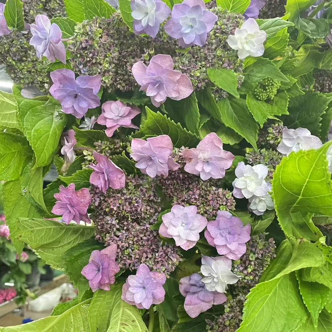 绣球【你我的回忆】盆栽原盆原土阳台花园栽种好带花苞