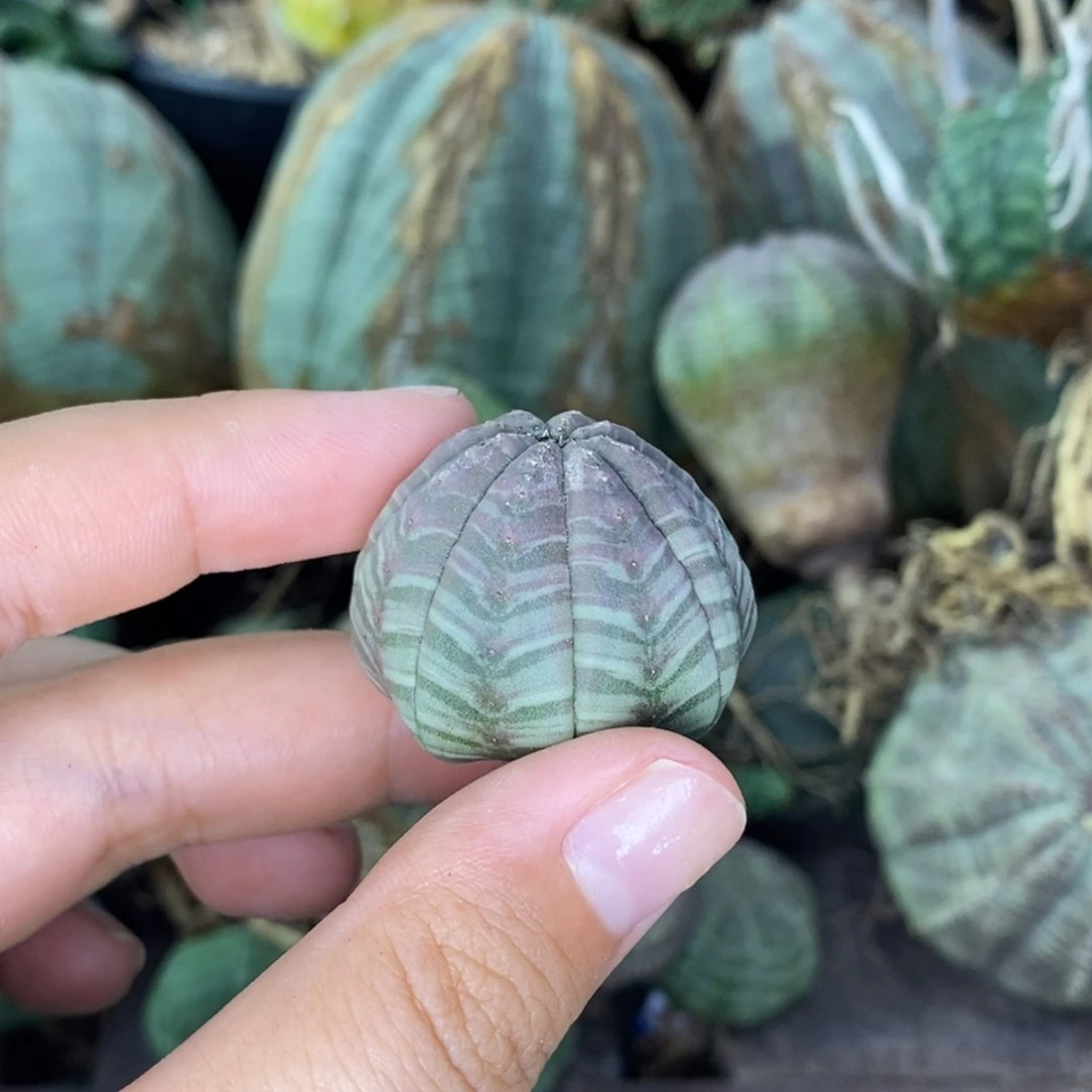 欧系实生布纹球。一物一拍