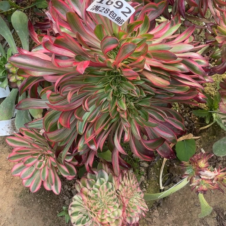 1692无毒缀三号棚