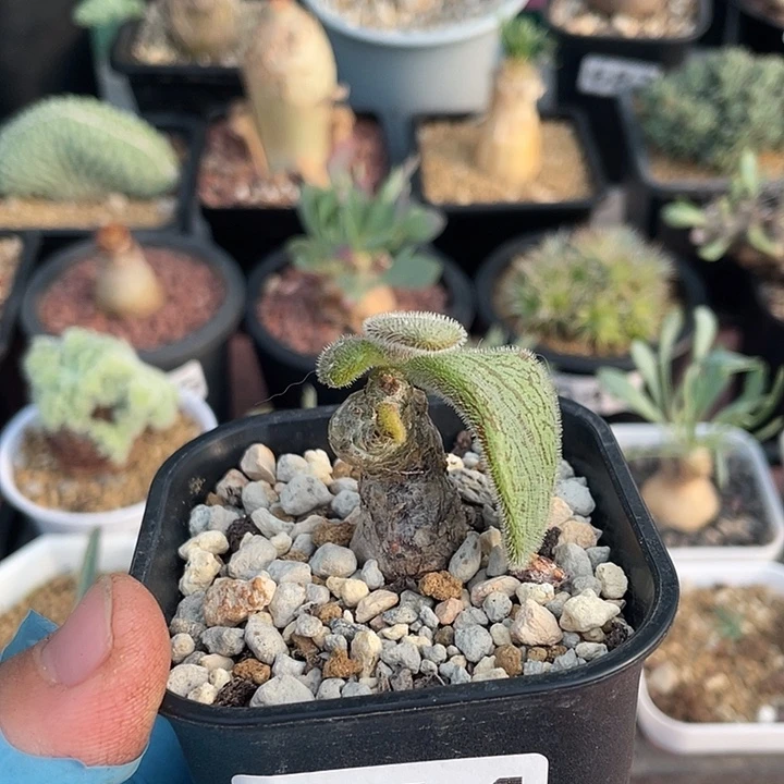 144薛辉圣塔奇峰锦