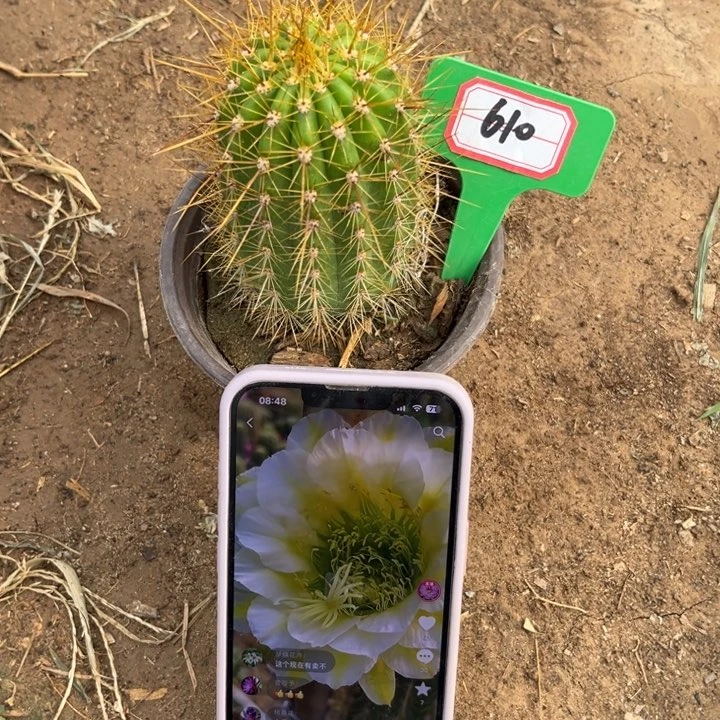 610。毛花柱六月五有干皮