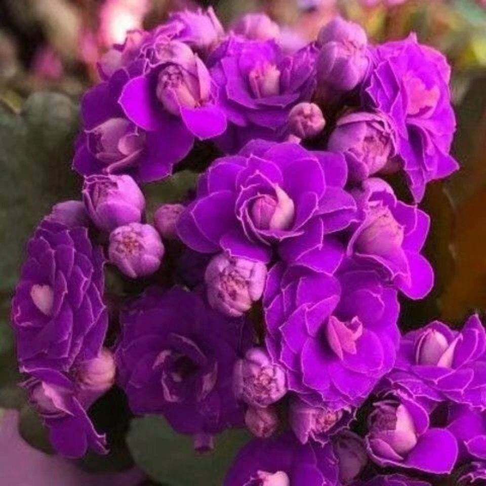 【带花苞发货】长寿花长寿花盆栽四季开花桌摆盆栽花卉绿植