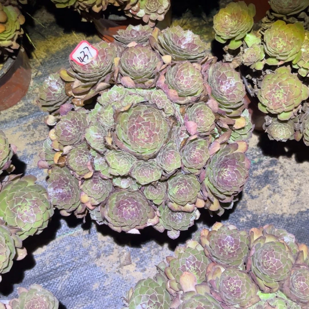 437多肉植物红魔法师