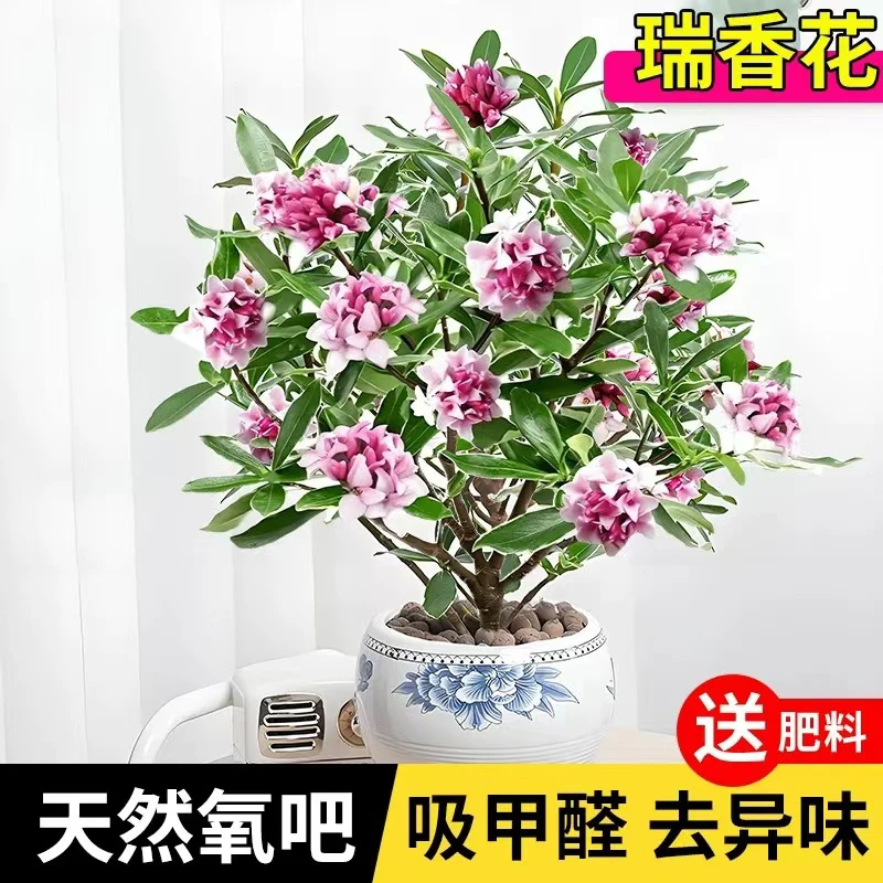 金边瑞香 变异品种 开花浓香