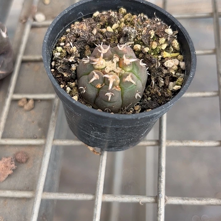 阿****我也不知道我为什么要